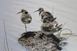 Batalion - Calidris pugnax - Ruff