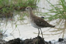 Batalion - Calidris pugnax - Ruff