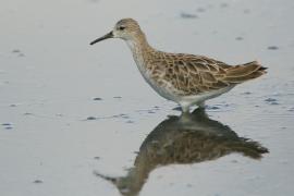 Batalion - Calidris pugnax - Ruff