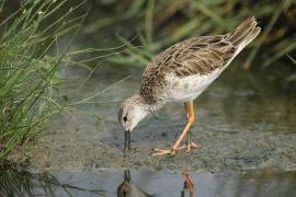 Batalion - Calidris pugnax - Ruff