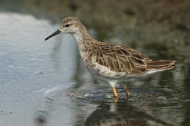 Batalion - Calidris pugnax - Ruff