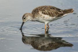 Batalion - Calidris pugnax - Ruff