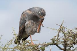 Jastrzębiak mały - Micronisus gabar - Gabar Goshawk