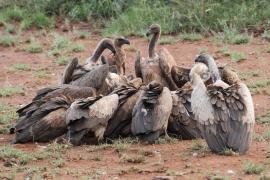 Sęp afrykański - Gyps africanus - White-backed Vulture