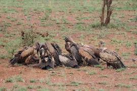 Sęp afrykański - Gyps africanus - White-backed Vulture
