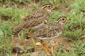 Nocobieg ozdobny - Rhinoptilus cinctus - Three-banded Courser