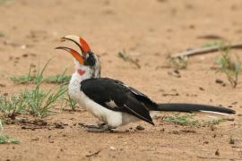 Toko czarnoskrzydły - Tockus deckeni - Von der Decken's Hornbill