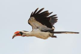 Toko czarnoskrzydły - Tockus deckeni - Von der Decken's Hornbill