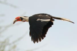 Toko czarnoskrzydły - Tockus deckeni - Von der Decken's Hornbill