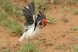 Toko czarnoskrzydły - Tockus deckeni - Von der Decken's Hornbill