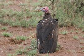 Sęp uszaty - Torgos tracheliotos - Lappet-faced Vulture
