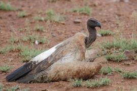 Sęp afrykański - Gyps africanus - White-backed Vulture