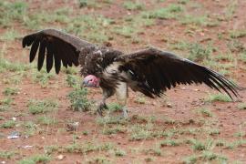 Sęp uszaty - Torgos tracheliotos - Lappet-faced Vulture
