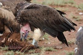 Sęp uszaty - Torgos tracheliotos - Lappet-faced Vulture