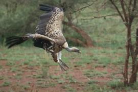 Sęp plamisty - Gyps rueppelli - Rüppell's Vulture