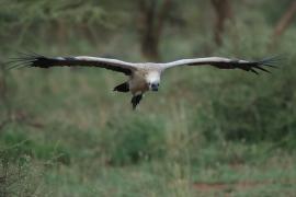 Sęp afrykański - Gyps africanus - White-backed Vulture