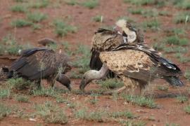 Sęp plamisty - Gyps rueppelli - Rüppell's Vulture