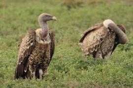 Sęp plamisty - Gyps rueppelli - Rüppell's Vulture