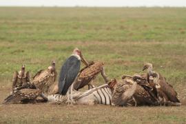 Marabut afrykański - Leptoptilos crumenifer - Marabou