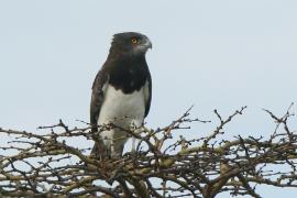 Gadożer białobrzuchy - Circaetus pectoralis - Black-chested Snake Eagle