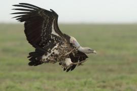 Sęp plamisty - Gyps rueppelli - Rüppell's Vulture