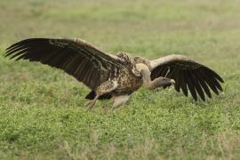 Sęp plamisty - Gyps rueppelli - Rüppell's Vulture