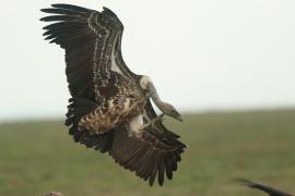 Sęp plamisty - Gyps rueppelli - Rüppell's Vulture