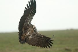 Sęp plamisty - Gyps rueppelli - Rüppell's Vulture