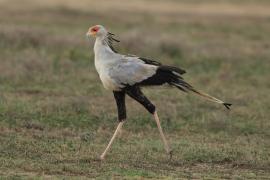 Sekretarz - Sagittarius serpentarius - Secretary-bird
