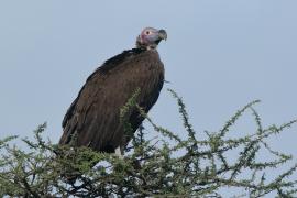Sęp uszaty - Torgos tracheliotos - Lappet-faced Vulture