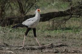 Sekretarz - Sagittarius serpentarius - Secretary-bird