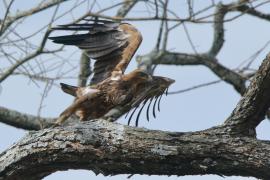 Orzeł sawannowy - Aquila rapax - Tawny Eagle