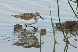 Biegus malutki - Calidris minuta - Little Stint