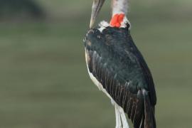 Marabut afrykański - Leptoptilos crumenifer - Marabou