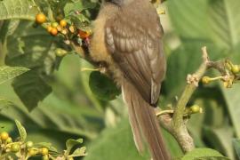 Czepiga rudawa - Colius striatus - Speckled Mousebird