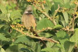 Czepiga rudawa - Colius striatus - Speckled Mousebird