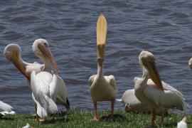 Pelikan różowy - Pelecanus onocrotalus - Great White Pelican
