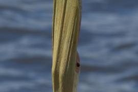 Pelikan różowy - Pelecanus onocrotalus - Great White Pelican
