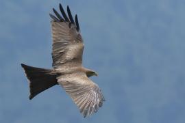 Kania egipska - Milvus migrans aegyptius - Yellow-billed Kite