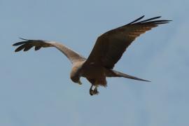 Kania egipska - Milvus migrans aegyptius - Yellow-billed Kite
