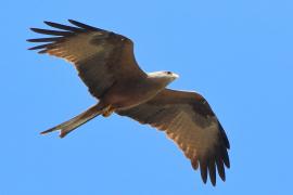 Kania egipska - Milvus migrans aegyptius - Yellow-billed Kite
