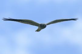 Błotniak łąkowy - Circus pygargus - Montagu's Harrier