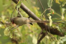 Czepiga długosterna - Urocolius macrourus - Blue-naped Mousebird