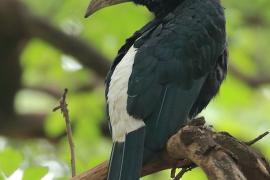 Dzioborożec srebrnolicy - Bycanistes brevis - Silvery-cheeked Hornbill