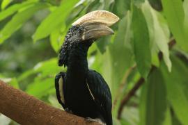 Dzioborożec srebrnolicy - Bycanistes brevis - Silvery-cheeked Hornbill