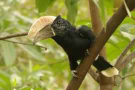 Dzioborożec srebrnolicy - Bycanistes brevis - Silvery-cheeked Hornbill