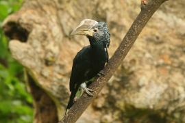 Dzioborożec srebrnolicy - Bycanistes brevis - Silvery-cheeked Hornbill