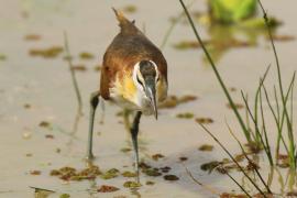 Długoszpon afrykański - Actophilornis africanus - African Jacana