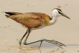 Długoszpon afrykański - Actophilornis africanus - African Jacana