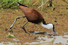 Długoszpon afrykański - Actophilornis africanus - African Jacana